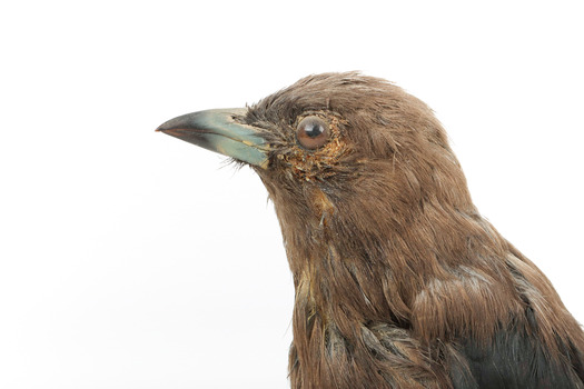 Taxidermy Dusky Woodswallow specimen standing on a wooden mount looking forward