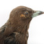Taxidermy Dusky Woodswallow specimen standing on a wooden mount looking forward