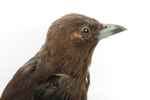 Taxidermy Dusky Woodswallow specimen standing on a wooden mount looking forward