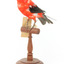 Specimen of a male Scarlet Tanager standing on a wooden mount