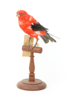 Specimen of a male Scarlet Tanager standing on a wooden mount