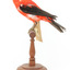 Specimen of a male Scarlet Tanager standing on a wooden mount