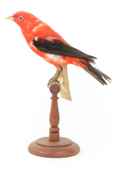 Specimen of a male Scarlet Tanager standing on a wooden mount