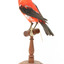 Specimen of a male Scarlet Tanager standing on a wooden mount