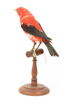 Specimen of a male Scarlet Tanager standing on a wooden mount
