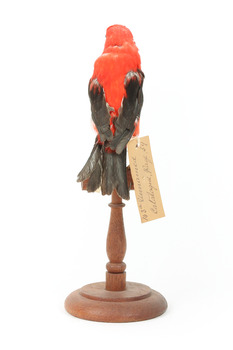 Specimen of a male Scarlet Tanager standing on a wooden mount