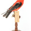 Specimen of a male Scarlet Tanager standing on a wooden mount