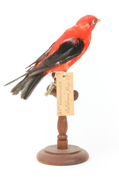 Specimen of a male Scarlet Tanager standing on a wooden mount