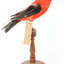 Specimen of a male Scarlet Tanager standing on a wooden mount