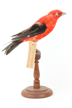 Specimen of a male Scarlet Tanager standing on a wooden mount