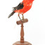Specimen of a male Scarlet Tanager standing on a wooden mount