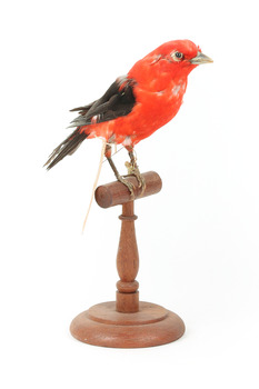 Specimen of a male Scarlet Tanager standing on a wooden mount