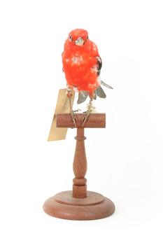 Specimen of a male Scarlet Tanager standing on a wooden mount