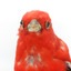 Specimen of a male Scarlet Tanager standing on a wooden mount