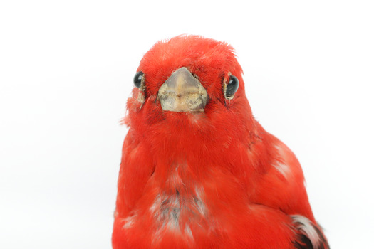 Specimen of a male Scarlet Tanager standing on a wooden mount
