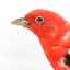 Specimen of a male Scarlet Tanager standing on a wooden mount