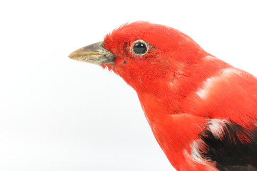 Specimen of a male Scarlet Tanager standing on a wooden mount