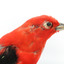 Specimen of a male Scarlet Tanager standing on a wooden mount