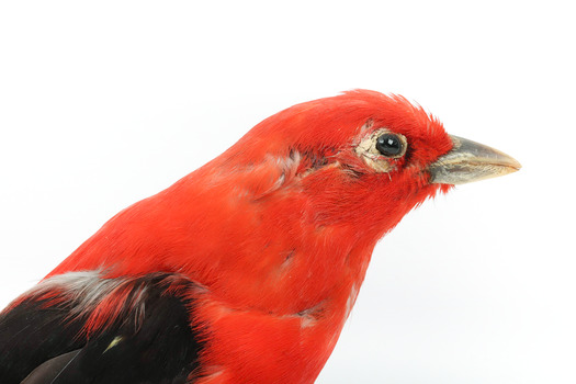 Specimen of a male Scarlet Tanager standing on a wooden mount