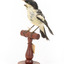 White Winged Triller standing on wooden mounted post facing forward. 