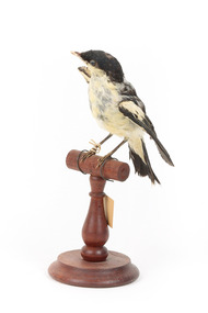 White Winged Triller standing on wooden mounted post facing forward. 
