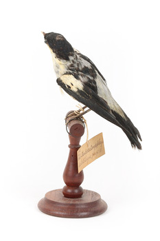 White Winged Triller standing on wooden mounted post facing right. 