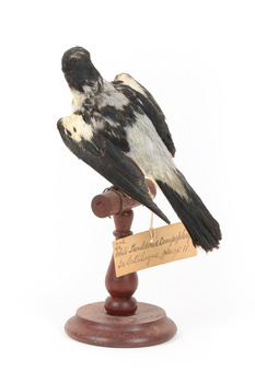 White Winged Triller standing on wooden mounted post facing backwards. 