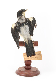 White Winged Triller standing on wooden mounted post facing backwards. 