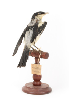 White Winged Triller standing on wooden mounted post facing backwards. 