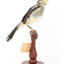 White Winged Triller standing on wooden mounted post facing right. 