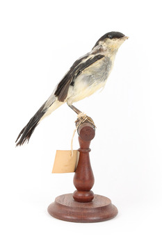 White Winged Triller standing on wooden mounted post facing right. 