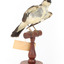 White Winged Triller standing on wooden mounted post facing forward. 