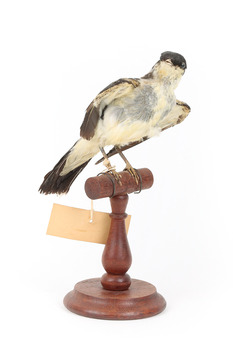 White Winged Triller standing on wooden mounted post facing forward. 