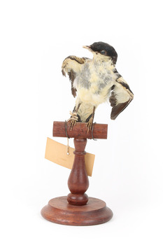 White Winged Triller standing on wooden mounted post facing forward. 