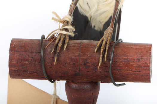 White Winged Triller standing on wooden mounted post facing forward, close-up of feet. 