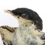 White Winged Triller standing on wooden mounted post facing forward, close-up of the face. 