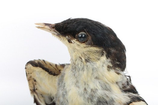 White Winged Triller standing on wooden mounted post facing forward, close-up of the face. 