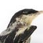 White Winged Triller standing on wooden mounted post, close-up of the face. 