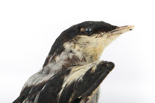 White Winged Triller standing on wooden mounted post, close-up of the face. 