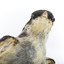 White Winged Triller standing on wooden mounted post facing forward, close-up of the face. 