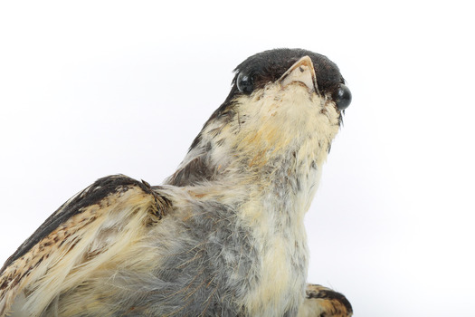 White Winged Triller standing on wooden mounted post facing forward, close-up of the face. 