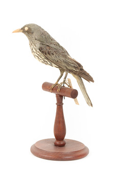 Olive-Backed Oriole standing on a wooden post mount, facing forward. 