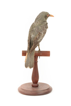 Olive-Backed Oriole standing on a wooden post mount, facing backwards. 