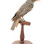 Olive-Backed Oriole standing on a wooden post mount, facing backwards. 