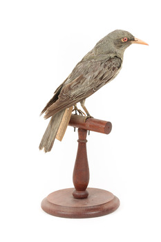 Olive-Backed Oriole standing on a wooden post mount, facing backwards. 