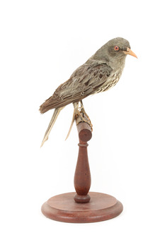 Olive-Backed Oriole standing on a wooden post mount, facing left.