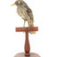 Olive-Backed Oriole standing on a wooden post mount, facing forward. 