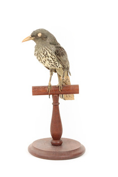 Olive-Backed Oriole standing on a wooden post mount, facing forward. 