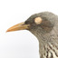 Olive-Backed Oriole standing on a wooden post mount, close-up. 