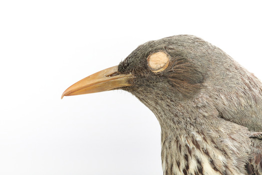 Olive-Backed Oriole standing on a wooden post mount, close-up. 